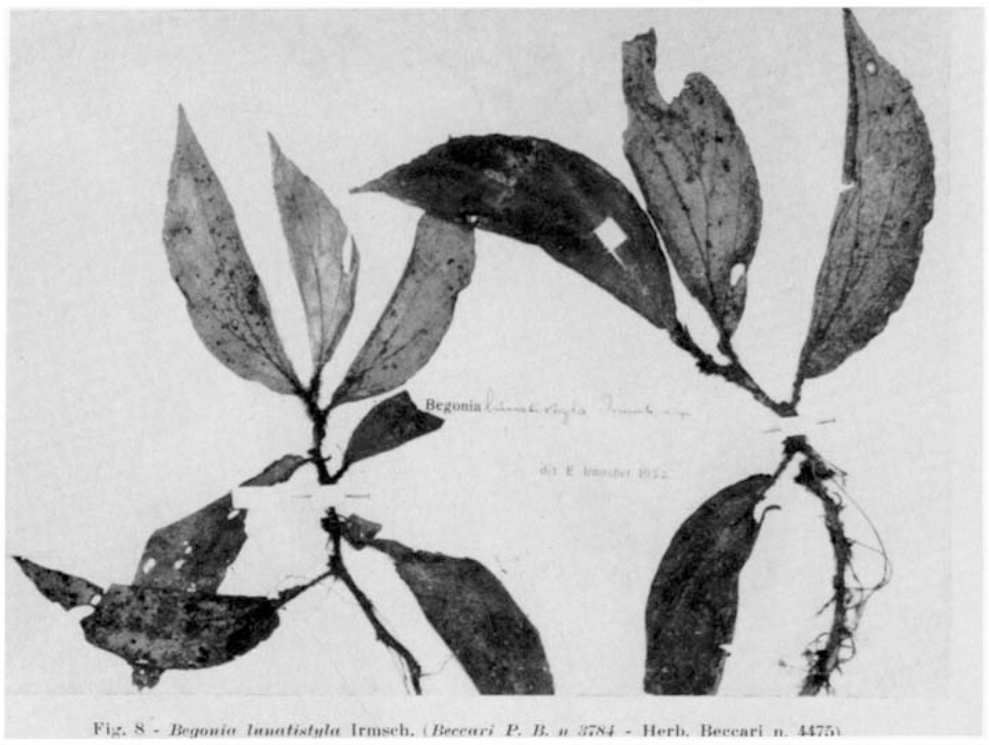 B. lunatistyla